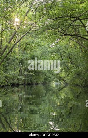 Alberi, riflessi, canale alte Fahrt tra Bolter Schleuse e Caarpsee, Parco Nazionale di Mueritz, Distretto dei Laghi di Meclemburgo, Meclemburgo-Pomer occidentale Foto Stock