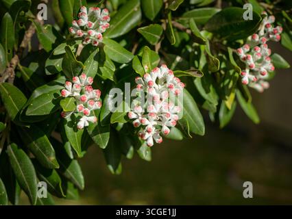 Vista ravvicinata dei boccioli di fiori di Pohutukawa. Un membro della famiglia myrtle. Auckland. Foto Stock