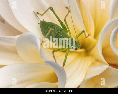 Cespuglio di cricket seduto su una crema e giallo dahlia in un giardino del villaggio Foto Stock