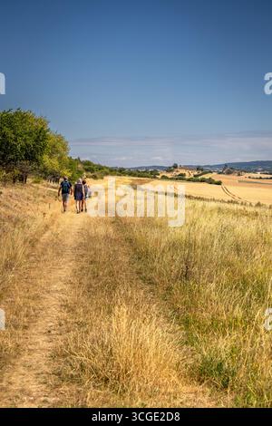 Camminate nel bellissimo paesaggio lungo il grano stagionato dal sole nella regione di Harz, vicino alla città di Thale e accanto alle mura del diavolo o in tedesco 'te Foto Stock