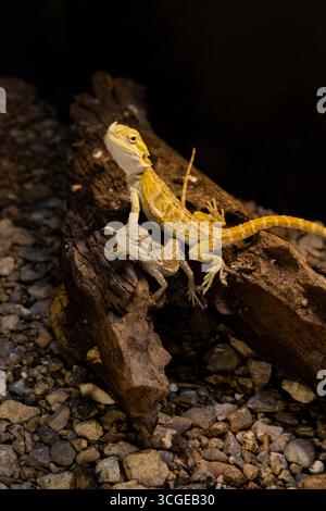 Animali esotici draghi barbuti su Log in Terrarium. Lucertole su sfondo nero Foto Stock