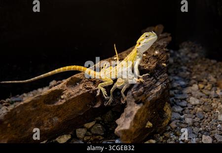 I rettili del drago barbuti si posano su una struttura in legno. Tipo lucertola Foto Stock