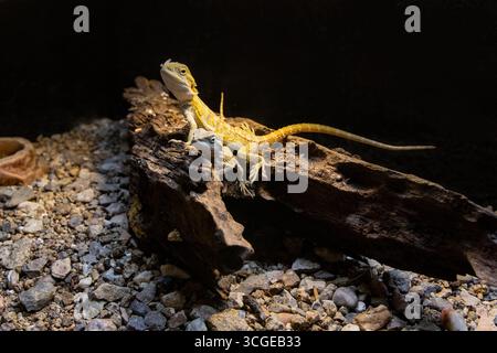 Primo piano dei draghi barbuti su Rock e Wood Habitat. Tipo lucertola Foto Stock