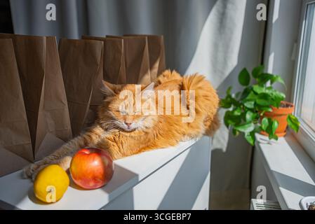 Soffice gatto dello zenzero che dorme pacificamente su una superficie bianca accanto ai sacchetti di carta marrone, una mela rossa e un limone giallo, crogiolandosi alla luce del sole da una finestra vicina Foto Stock