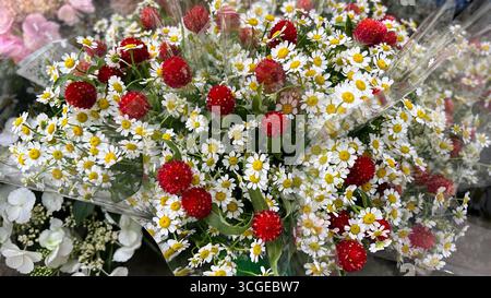Vivace bouquet di piccoli fiori bianchi simili a margherita con suggestivi fiori di amaranto rosso. Foto Stock