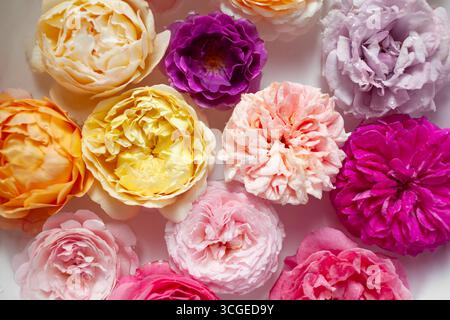 Vista dall'alto dei fiori di rose che galleggiano nell'acqua. Texture floreale naturale. Fragrante essenza profumata. Primo piano di fiori gialli arancioni rosa viola Foto Stock