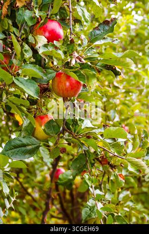 mela melrose appesa al ramo con foglie. frutta biologica matura dolce sull'albero. raccolta rurale autunnale su sfondo verde di fogliame sfocato in Foto Stock