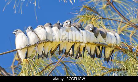 Un gruppo di uccelli del legno dal petto bianco (Artamus leucorynchus) si riuniscono in un gruppo di famiglia alla luce del mattino alla spianata di Cairns, Queensland Foto Stock