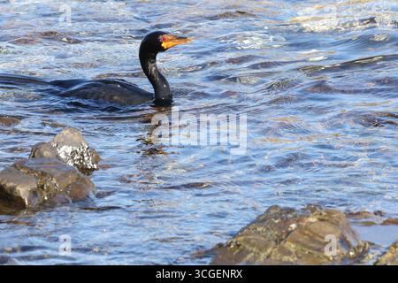 Lo splendido cormorano coronato dagli occhi rossi (Microcarbo coronatus) con la sua lucentezza lucida si muove rapidamente nell'acqua dell'oceano al largo della costa di città del Capo. Foto Stock