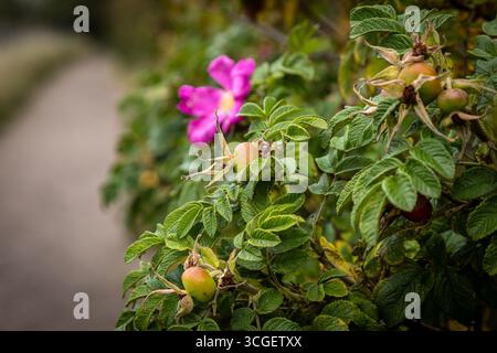 Fianchi di una rosa da spiaggia, rosa rugosa, in estate, con una concentrazione selettiva Foto Stock