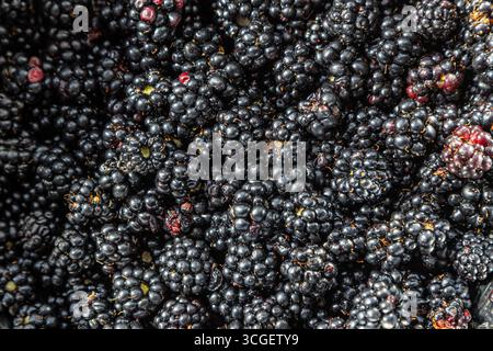 Frutti di bosco appena raccolti a fine estate, con un focus selettivo Foto Stock