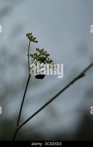Macro silhouette di Graphosoma lineatum striato bug poggiato su fiori selvatici con sfondo nuvoloso. Foto Stock