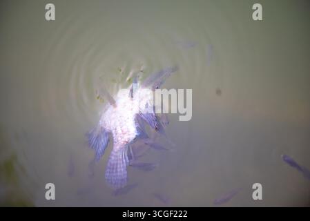 Primo piano di un pesce morto che galleggia capovolto in acque verdi torbide, simboleggiando l'inquinamento delle acque, i problemi ambientali e lo squilibrio dell'ecosistema Foto Stock