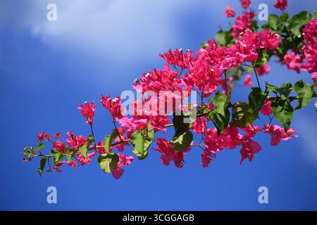 Bouganville rosa e bianche contro un cielo blu profondo. Foto Stock