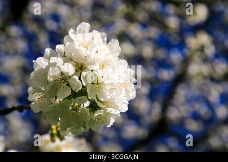 Ciliegio bianco in fiore sull'albero in primavera. Foto Stock