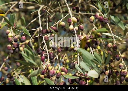 Olive greche sull'albero - verde e nero. Foto Stock