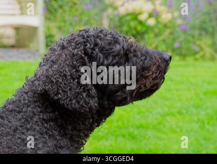 Un primo piano della testa di un cane Labradoodle nero, che guarda da un lato, lontano dalla telecamera Foto Stock
