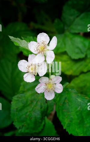 Tre Bramble bianco, (mora selvatica), fiori Foto Stock
