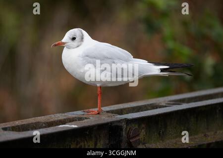 Primo piano di un Common Tern arroccato su una barra di ferro presso la riserva naturale di Attenborough, Nottinghamshire, Regno Unito, il 24 agosto 2025 Foto Stock