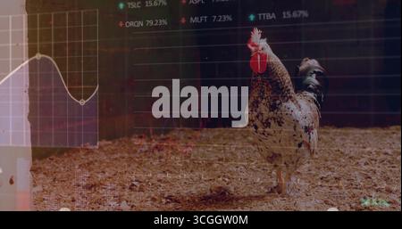Stendendo il gallo macchiato su trucioli di legno vicino alla recinzione di legno nel fienile con grafici di stock, spazio copia Foto Stock