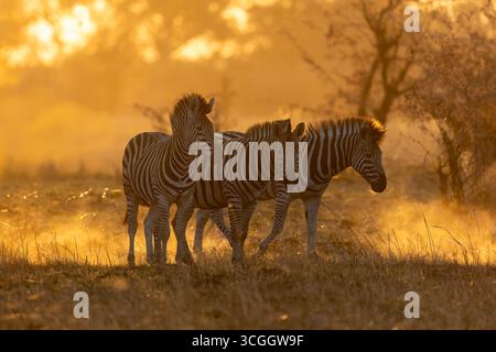 Tre zebre delle pianure si trovano insieme nella retroilluminazione, la polvere è nell'aria, la retroilluminazione morbida, Selinda Reserve, Botswana, Africa Foto Stock