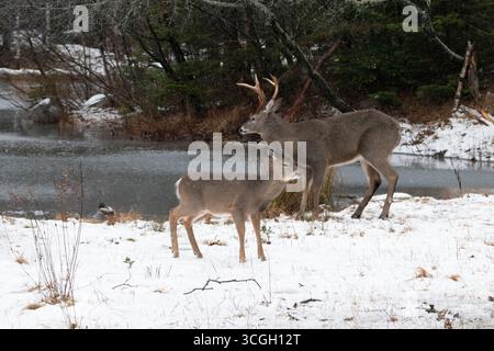 Buck di cervo dalla coda bianca (Odocoileus virginianus) e fawn. Gennaio nel Parco Nazionale dell'Acadia, Maine, Stati Uniti. Foto Stock