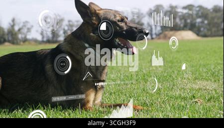 Cane pastore tedesco che mostra sovrapposizioni digitali HUD su campi di erba verde, con collare per cani Foto Stock