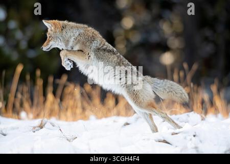 Coyote (Canis latrans) caccia dopo una fresca nevicata di ottobre nel parco nazionale di Yellowstone, Wyoming, USA. Foto Stock