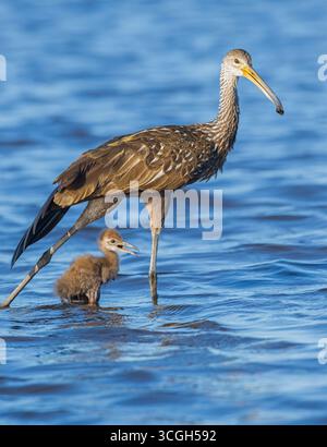 Una madre Limpkin (Aramus guarauna) che dà da mangiare e insegna al suo bambino nel fiume Myakka. I Limpkins sono imparentati con gru e rotaie ed è specializzato in fe Foto Stock