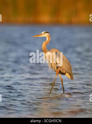 Un grande Heron blu (Ardea herodias) che pesca al tramonto. Marzo nel Myakka River State Park, Florida. Foto Stock