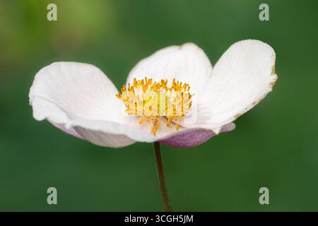Delicato fiore di anemone isolato su sfondo sfocato verde con spazio di copia Foto Stock