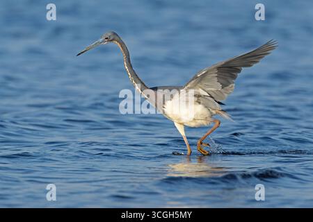 Pesca di Heron tricolore (Egretta tricolor). Marzo nel Myakka River State Park, Florida. Foto Stock