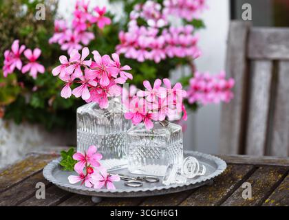 Fiori di geranio rosa disposti in vasi di vetro trasparente su un rustico tavolo in legno. Fiori delicati con vetro vintage e morbido sfondo da giardino Foto Stock