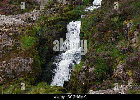 Le cascate Ogwen in Snowdonia cadono dal lago Ogwen per formare il fiume Ogwen. La vegetazione circostante comprende i fiori rosa di erica. Foto Stock