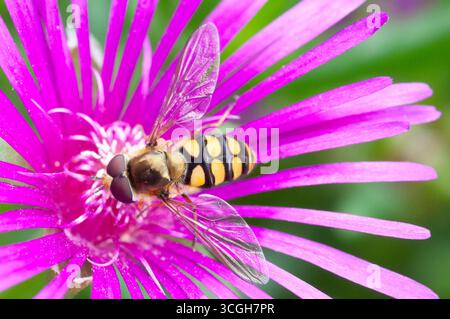 Italia, Lombardia, Hoverfly, Eupeodes Luniger, raccolta del polline sul fioretto della ghiacciaia Foto Stock