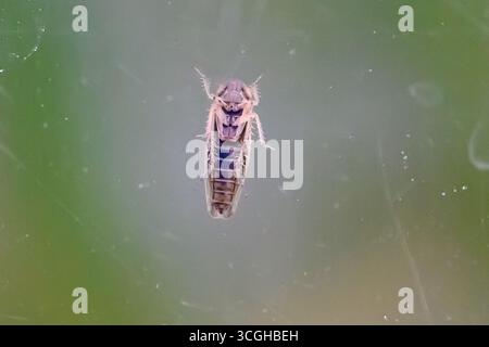 Quedlinburg, Germania. 26 agosto 2025. Una cicada si trova all'interno di un plexiglass nella struttura di allevamento della cicada dell'Istituto Julius Kühn (JKI). Le cicale sono attualmente una preoccupazione importante per gli agricoltori, in quanto trasmettono malattie e causano quindi perdite di rendimento. Crediti: Klaus-Dietmar Gabbert/dpa/Alamy Live News Foto Stock