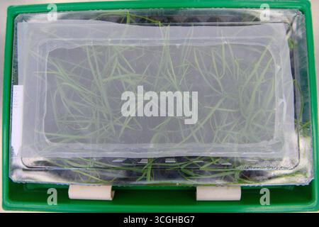 Quedlinburg, Germania. 26 agosto 2025. Una pianta di grano giovane è infettata dal "virus del nanismo del grano" (WDV) in un vassoio coperto Questo avviene attraverso le cicale, che trasmettono il virus attraverso la saliva quando succhiano le piante di frumento giovani. I ricercatori del JKI vogliono contribuire alla selezione mirata di nuove varietà di cereali resistenti al virus. Crediti: Klaus-Dietmar Gabbert/dpa/Alamy Live News Foto Stock