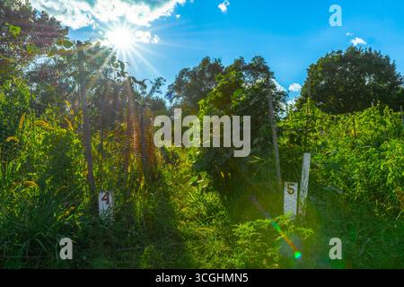 Giardino comunitario con piante lussureggianti e luce solare in estate Foto Stock