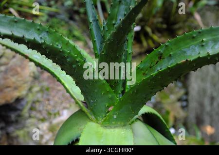 Aloe marlothii (2019) Foto Stock