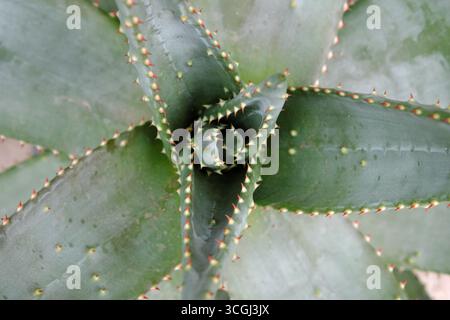 Aloe marlothii (2019) Foto Stock