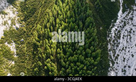 Veduta aerea di una fitta foresta alpina verde circondata da pendii bianchi e rocciosi nelle Dolomiti Foto Stock