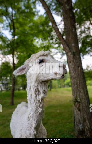 Primo piano di un alpaca bianco con un'espressione divertente e amichevole, il suo muso sorridente e un look felice. Foto Stock