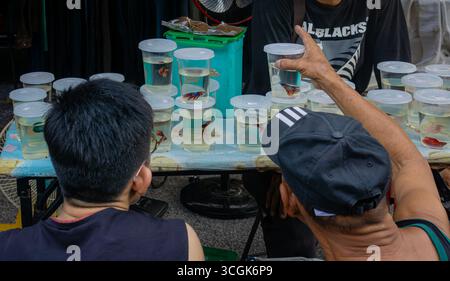 Ipoh, Malesia - 17 agosto 2025: Due uomini in una stalla di strada, con un uomo che punta un pesce betta in una tazza di plastica mentre considera un acquisto. Un coll Foto Stock