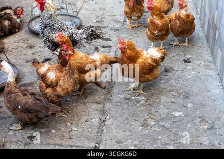 Diversi polli in piedi e che camminano su una superficie di cemento, catturati alla luce naturale del giorno. Ideale per l'agricoltura, il cibo e lo stile di vita rurale. Foto Stock