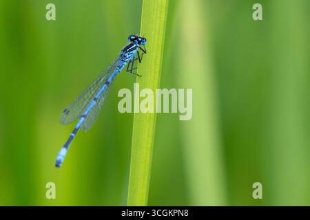 Damselfly azzurra (puella di Coenagrion) sulla vegetazione. Foto Stock