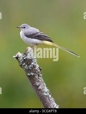 Il giovane Wagtail grigio (Motacilla cinerea) sedeva su un ramo. Foto Stock