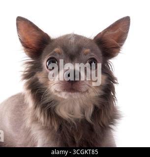 Poco chihuahua davanti a uno sfondo bianco Foto Stock