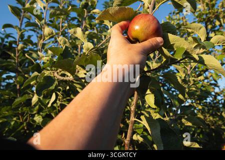 Raccolta manuale di mele mature dal ramo d'albero raccolta ravvicinata nell'agricoltura e nell'agricoltura dei frutteti Foto Stock