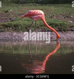 Un fenicottero rosa brillante, in piedi sul bordo dell'acqua, che si nutre. Si riflette nell'acqua Foto Stock