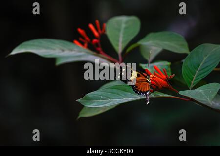 Una vibrante farfalla arroccata su foglie verdi con fiori rossi luminosi sullo sfondo, che mostrano la bellezza della natura Foto Stock